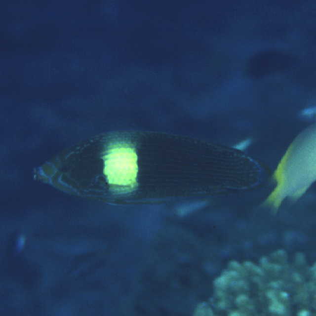 Labrichthys unilineatus